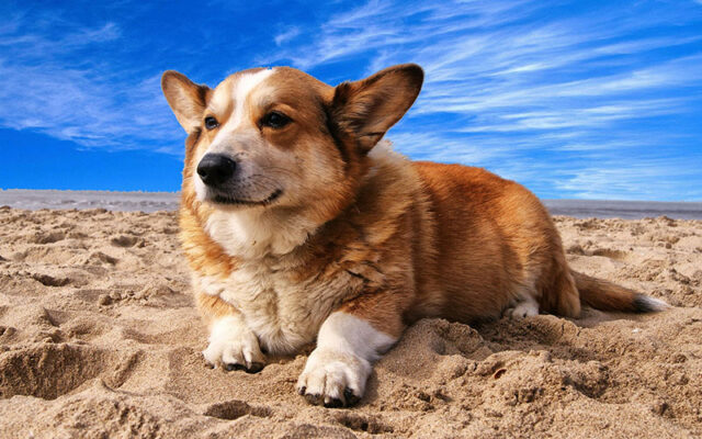 chien plage